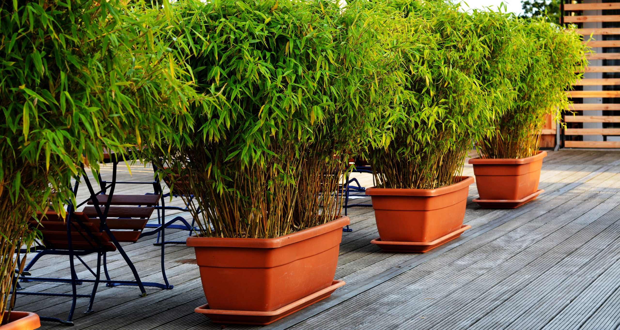 clumping bamboo in planters
