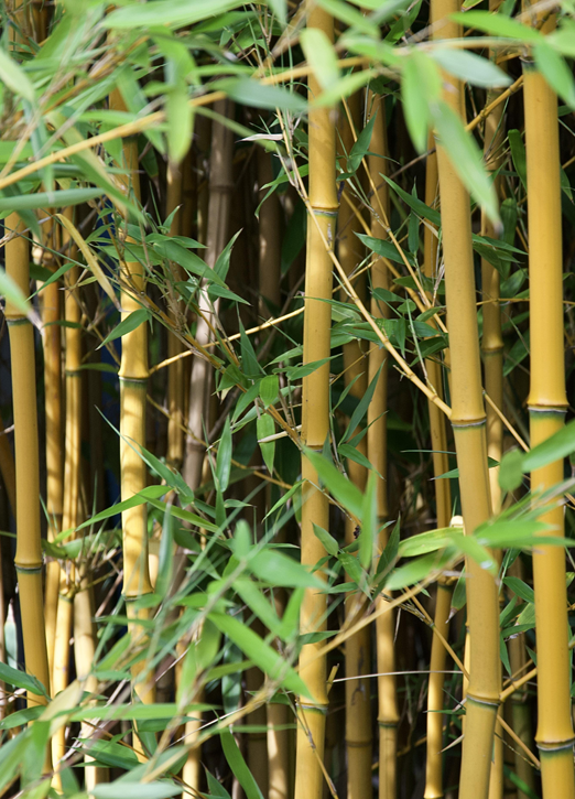 bamboo-hedge