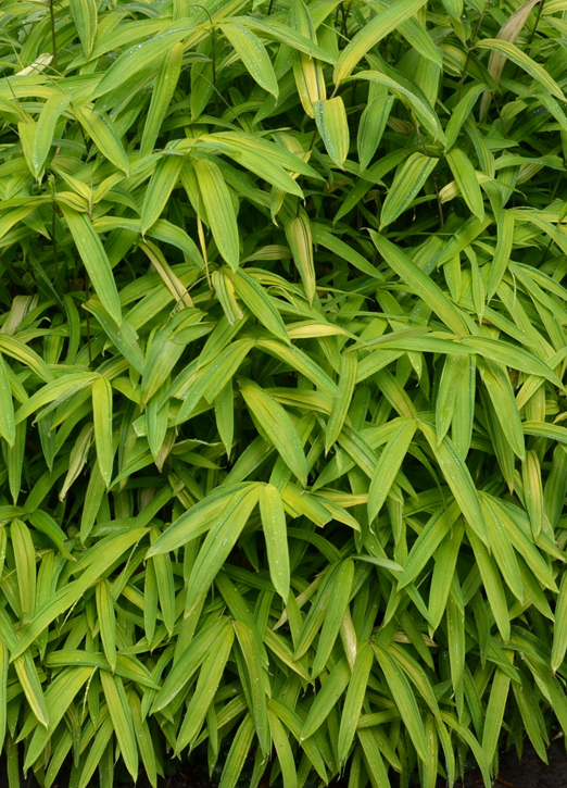 groundcover