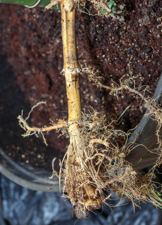 bamboo rhizome