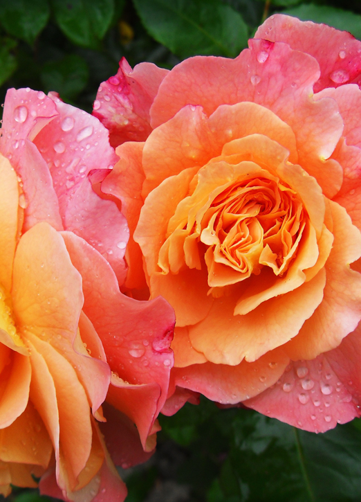rose2