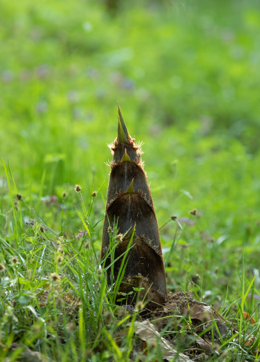 bamboo shoot returning in lawn after removal